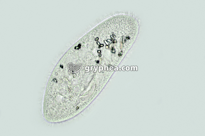 Paramécie x160 - gryphea.com